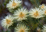 Phylica pubescens | Featherhead | Flannel Flower | 50_Seeds