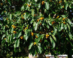Ficus altissima | Council Tree | 200_Seeds