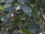 Ficus amplissima | Indian Bat Tree & Fig | Pimpri | Pipri | Pipali | 100_Seeds