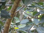 Ficus amplissima | Indian Bat Tree & Fig | Pimpri | Pipri | Pipali | 100_Seeds