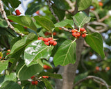 Ficus benghalensis | Indian Banyan Fig | 100_Seeds