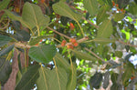Ficus benghalensis | Indian Banyan Fig | 100_Seeds
