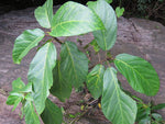 Ficus hispida | 200_Seeds