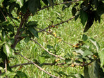 Ficus hispida | 200_Seeds
