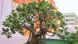 Ficus infectoria | Strangler & Cuvi White Fig | Banyan | 20_Seeds