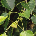 Ficus infectoria | Strangler & Cuvi White Fig | Banyan | 20_Seeds