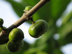 Ficus racemosa | Indian Cluster Fig Tree | Goolar | Gular | 200_Seeds