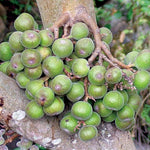 Ficus racemosa | Indian Cluster Fig Tree | Goolar | Gular | 200_Seeds