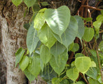 Ficus religiosa | Sacred Fig | Bodhi Tree | Pippala | Peepul |Peepal | 100_Seeds