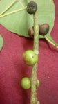 Ficus religiosa | Sacred Fig | Bodhi Tree | Pippala | Peepul |Peepal | 100_Seeds