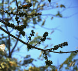 Ficus rumphii | 200_Seeds