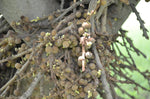 Ficus semicordata | Drooping Fig | 200_Seeds