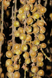Ficus semicordata | Drooping Fig | 200_Seeds
