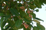 Ficus virens | White Fig | Pilkhan | 200_Seeds