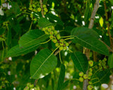 Ficus virens | White Fig | Pilkhan | 200_Seeds