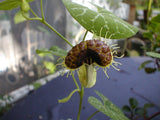 Aristolochia fimbriata | White Veined Dutchmans Pipe | 10_Seeds