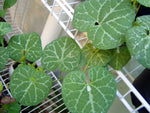 Aristolochia fimbriata | White Veined Dutchmans Pipe | 10_Seeds