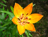 Lilium bulbiferum croceum | Orange Fire Tiger Lily | 5_Seeds