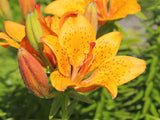 Lilium bulbiferum croceum | Orange Fire Tiger Lily | 5_Seeds