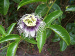 Passiflora edulis Flavicarpa | Yellow Passionfruit | 20_Seeds