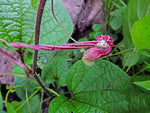 Aristolochia foetida | 5_Seeds