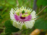 Passiflora foetida | Wild Maracuja | Bush Passion Fruit | 5_Seeds