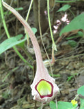 Aristolochia foetida | 5_Seeds