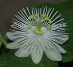 Passiflora foetida alba | Running Pop | Passion Flower | 10_Seeds