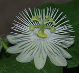 Passiflora foetida alba | Running Pop | Passion Flower | 10_Seeds