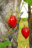 Passiflora foetida var. gossypifolia | Cottonleaf Passionflower | 5_Seeds