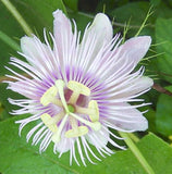 Passiflora foetida var. gossypifolia | Cottonleaf Passionflower | 5_Seeds