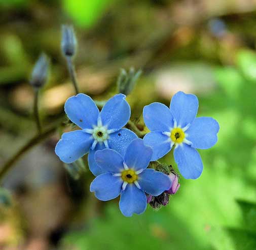 Myosotis alpestris ,Alpine Forget-me-not Seeds , Alpine plant Seeds