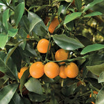 Fortunella crassifolia | Meiwa Kumquat | Sweet Kinkan | 5_Seeds