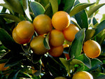 Fortunella crassifolia | Meiwa Kumquat | Sweet Kinkan | 5_Seeds