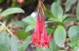 Fuchsia boliviana | 100_Seeds