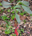 Fuchsia boliviana | 100_Seeds