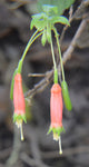 Fuchsia splendens | The Chili Pepper Fuchsia | 200_Seeds