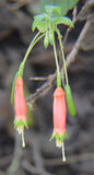 Fuchsia splendens | The Chili Pepper Fuchsia | 200_Seeds