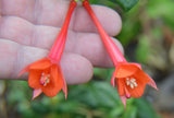 Fuchsia vulcanica | Ladys Eardrops | 10_Seeds