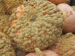 Cucurbita maxima Galeux d Eysines | Pumpkin | Winter Squash | 10_Seeds