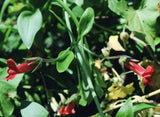 Galvezia speciosa | Gambelia | Showy Island Snapdragon | 10_Seeds