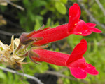 Galvezia speciosa | Gambelia | Showy Island Snapdragon | 10_Seeds