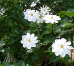 Gardenia thunbergia | Thunbergs Starry White Gardenia | 5_Seeds
