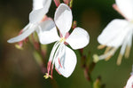 Oenothera lindheimeri | Indian Feather | Pink & White Gaura | 10_Seeds