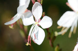 Oenothera lindheimeri | Indian Feather | Pink & White Gaura | 10_Seeds