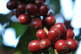 Coffea arabica Gesha | Geisha Coffee | 5_Seeds
