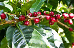 Coffea arabica Gesha | Geisha Coffee | 5_Seeds