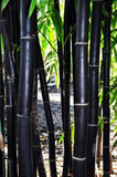 Gigantochloa atter | Giant Black & Sweet Bamboo | 10_Seeds