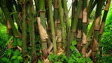Gigantochloa atter | Giant Black & Sweet Bamboo | 10_Seeds