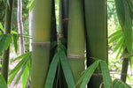 Gigantochloa atter | Giant Black & Sweet Bamboo | 10_Seeds